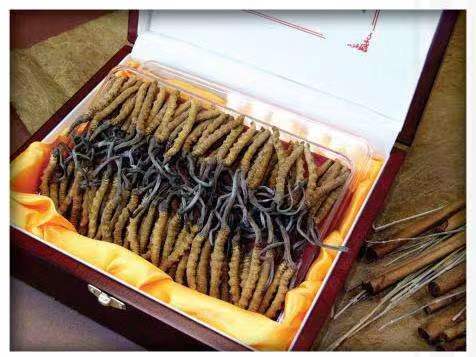 荥经冬虫夏草回收